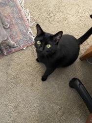 Lost Male Cat last seen H st, Sacramento, CA 95819