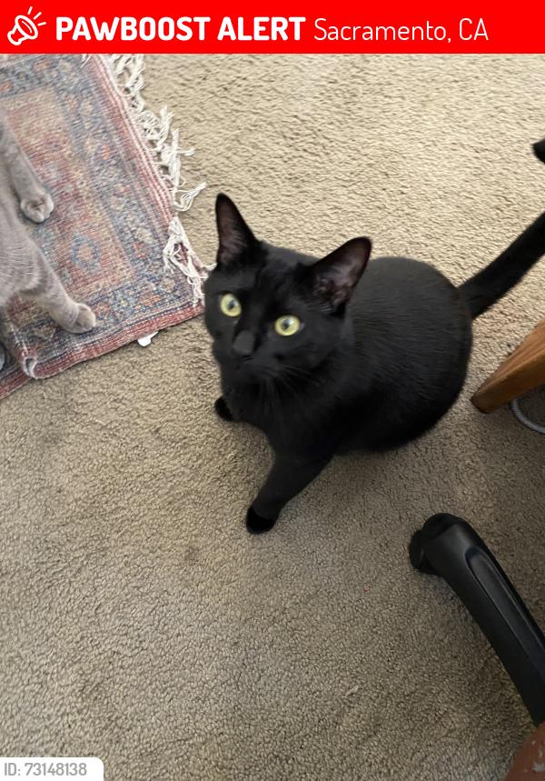 Lost Male Cat last seen H st, Sacramento, CA 95819