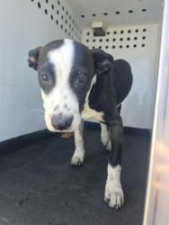 Shelter Stray Female Dog last seen Near BLK UNION AVE,BAKERSFIELD,CA, 201 S Mt Vernon Ave, Bakersfield, CA 93307, USA