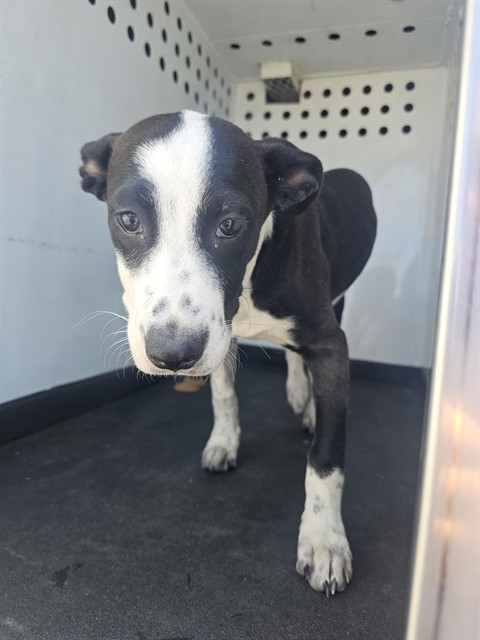 Shelter Stray Female Dog last seen Near BLK UNION AVE,BAKERSFIELD,CA, 201 S Mt Vernon Ave, Bakersfield, CA 93307, USA