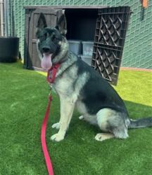 Shelter Stray Female Dog last seen Near BLOCK W ROSE ST, 333 Chandler Pl, San Bernardino, CA 92408, USA