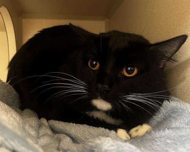 Shelter Stray Male Cat last seen Near BLOCK W BAYAUD AVE, DENVER CO 80223, 1241 W Bayaud Ave, Denver, CO 80223, USA