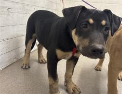 Shelter Stray Male Dog last seen I ST, 333 Chandler Pl, San Bernardino, CA 92408, USA