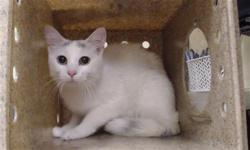 Shelter Stray Female Cat last seen Near BLOCK E 28TH AVE, DENVER CO 80205, 1241 W Bayaud Ave, Denver, CO 80223, USA