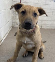 Shelter Stray Female Dog last seen I ST, 333 Chandler Pl, San Bernardino, CA 92408, USA