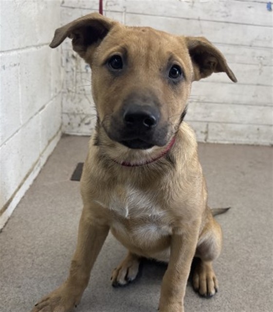 Shelter Stray Female Dog last seen I ST, 333 Chandler Pl, San Bernardino, CA 92408, USA