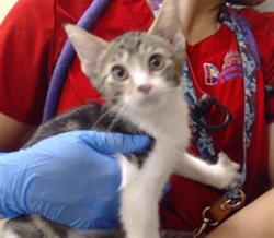 Shelter Stray Male Cat last seen Near BLOCK E 28TH AVE, DENVER CO 80205, 1241 W Bayaud Ave, Denver, CO 80223, USA