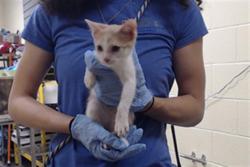 Shelter Stray Male Cat last seen Near BLOCK E 28TH AVE, DENVER CO 80205, 1241 W Bayaud Ave, Denver, CO 80223, USA