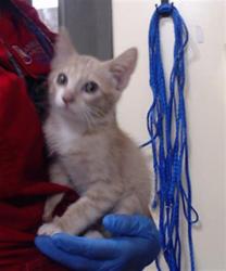 Shelter Stray Male Cat last seen Near BLOCK E 28TH AVE, DENVER CO 80205, 1241 W Bayaud Ave, Denver, CO 80223, USA