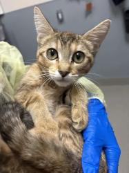 Shelter Stray Female Cat last seen Near BLK OF BONANZA RD, 655 N Mojave Rd, Las Vegas, NV 89101, USA