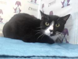 Shelter Stray Male Cat last seen , 2769 Conroy Rd, Orlando, FL 32839, USA