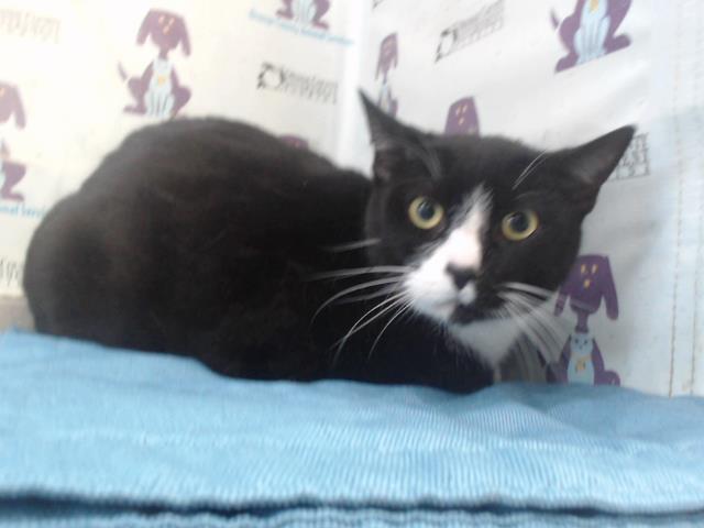 Shelter Stray Male Cat last seen , 2769 Conroy Rd, Orlando, FL 32839, USA