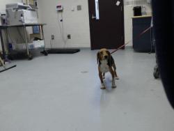 Shelter Stray Male Dog last seen , 4704 Corporation Dr, Fayetteville, NC 28306, USA