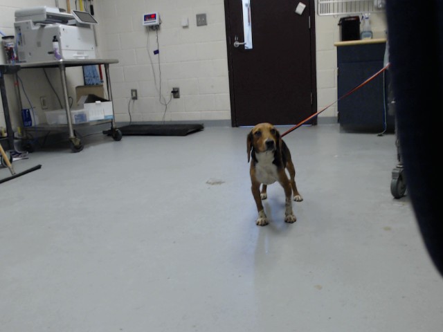 Shelter Stray Male Dog last seen , 4704 Corporation Dr, Fayetteville, NC 28306, USA