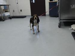 Shelter Stray Male Dog last seen , 4704 Corporation Dr, Fayetteville, NC 28306, USA