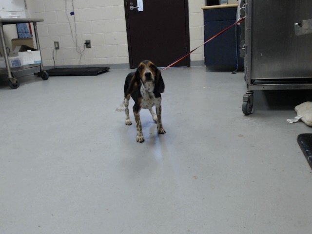 Shelter Stray Male Dog last seen , 4704 Corporation Dr, Fayetteville, NC 28306, USA