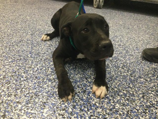 Shelter Stray Male Dog last seen DILLON RD/ LONG CANYON RD, 72050 Pet Land Pl, Thousand Palms, CA 92276, USA