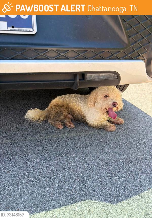 Found/Stray Unknown Dog last seen Shallowford and Peterson Dr, Chattanooga, TN 37421