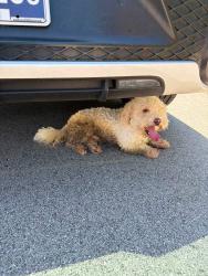 Found/Stray Unknown Dog last seen Shallowford and Peterson Dr, Chattanooga, TN 37421