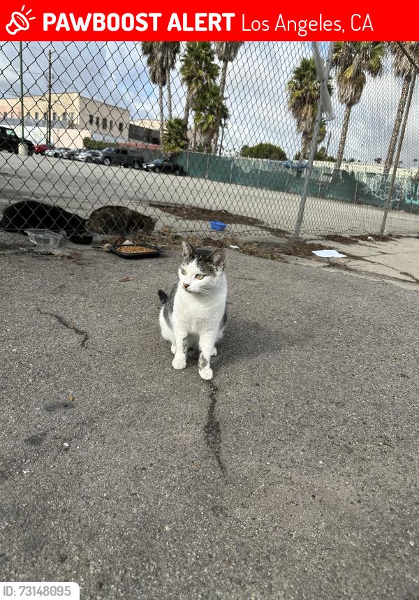 Lost Female Cat last seen Broad St. and G Street, Los Angeles, CA 90744
