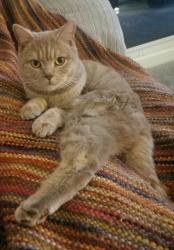 Lost Male Cat last seen Doffcocker/Heaton, Greater Manchester, England BL1 5RA