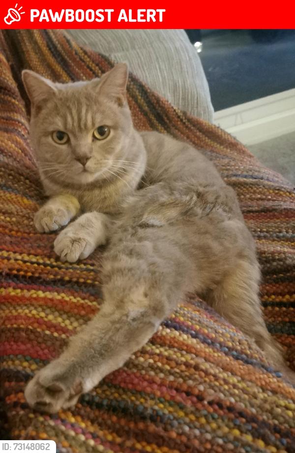 Lost Male Cat last seen Doffcocker/Heaton, Greater Manchester, England BL1 5RA
