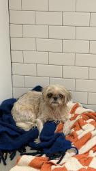 Reunited Unknown Dog last seen Austin, TX, USA, Austin, TX 78701