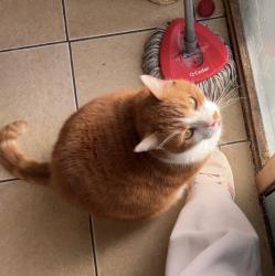 Lost Male Cat last seen Lost in the area near central park in between beatrice in oshawa., Oshawa, ON L1G 2Y7