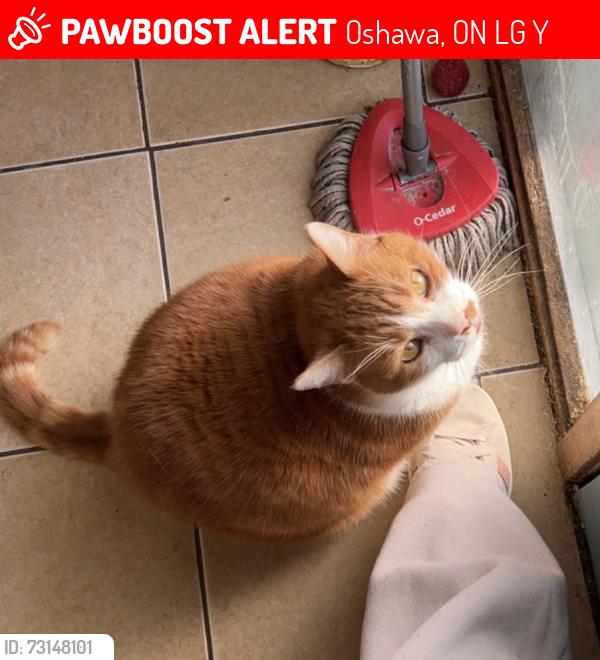 Lost Male Cat last seen Lost in the area near central park in between beatrice in oshawa., Oshawa, ON L1G 2Y7