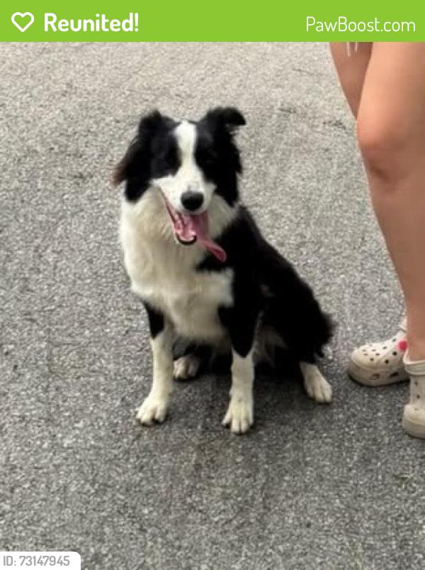 Reunited Female Dog last seen Near Aphelion Cove, San Antonio, TX 78252, USA, San Antonio, TX 78252