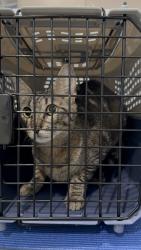 Found/Stray Female Cat last seen Arrow Hwy, Glendora, CA 91740