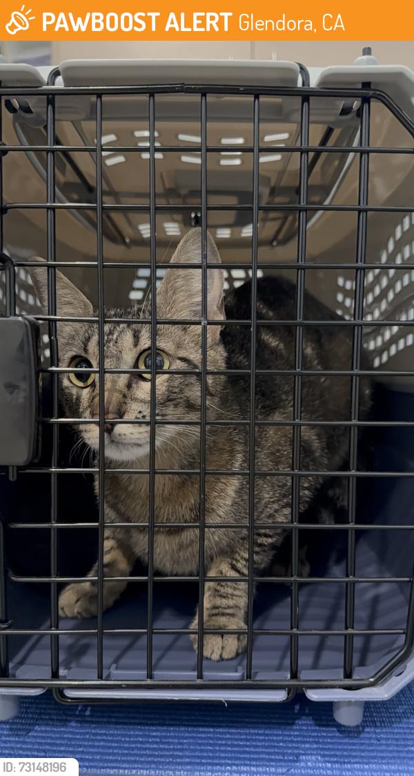 Found/Stray Female Cat last seen Arrow Hwy, Glendora, CA 91740