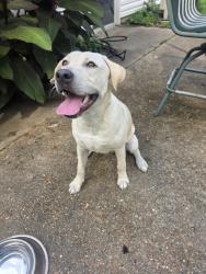 Found/Stray Male Dog last seen Charbonier and Lindbergh, Hazelwood, MO 63042