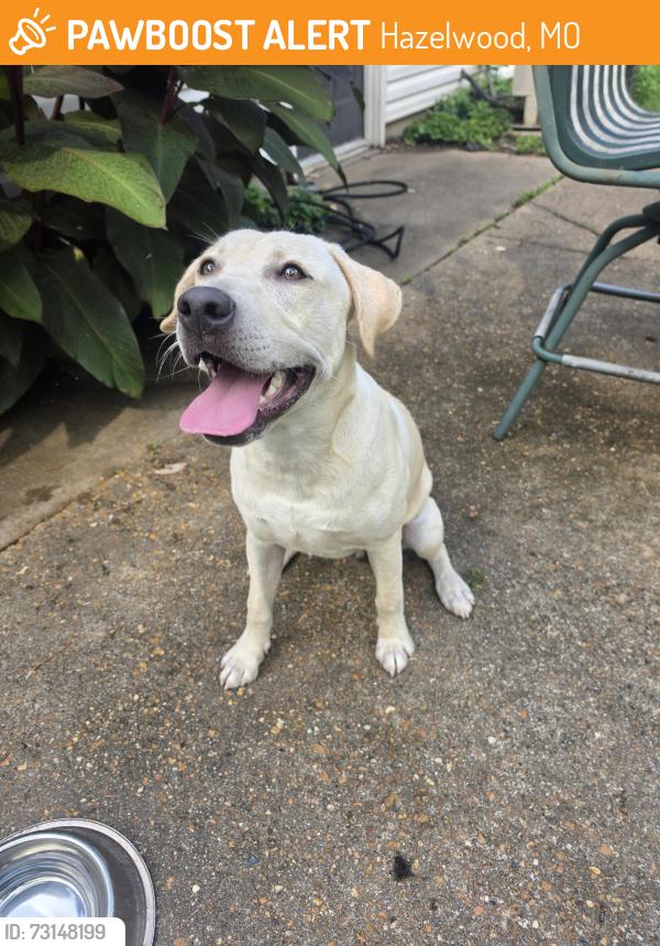 Found/Stray Male Dog last seen Charbonier and Lindbergh, Hazelwood, MO 63042