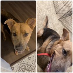 Found/Stray Female Dog last seen N. Detonti & Bauxite Cutoff, Saline County, AR 72011