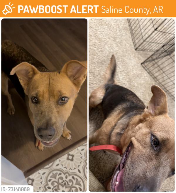 Found/Stray Female Dog last seen N. Detonti & Bauxite Cutoff, Saline County, AR 72011
