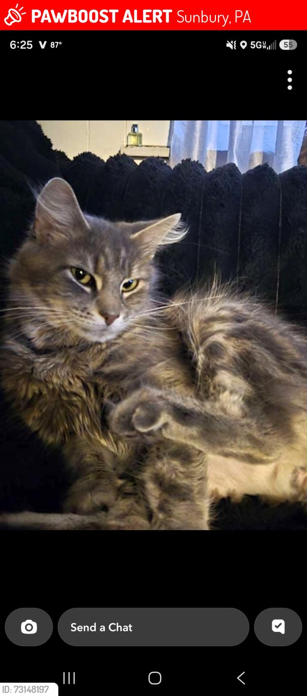 Lost Female Cat last seen 4th and chestnut st sunbury, Sunbury, PA 17801