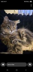 Lost Female Cat last seen 4th and chestnut st sunbury, Sunbury, PA 17801