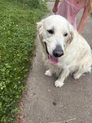 Reunited Male Dog last seen 28th and Brown, South Hill, Spokane, WA 99203