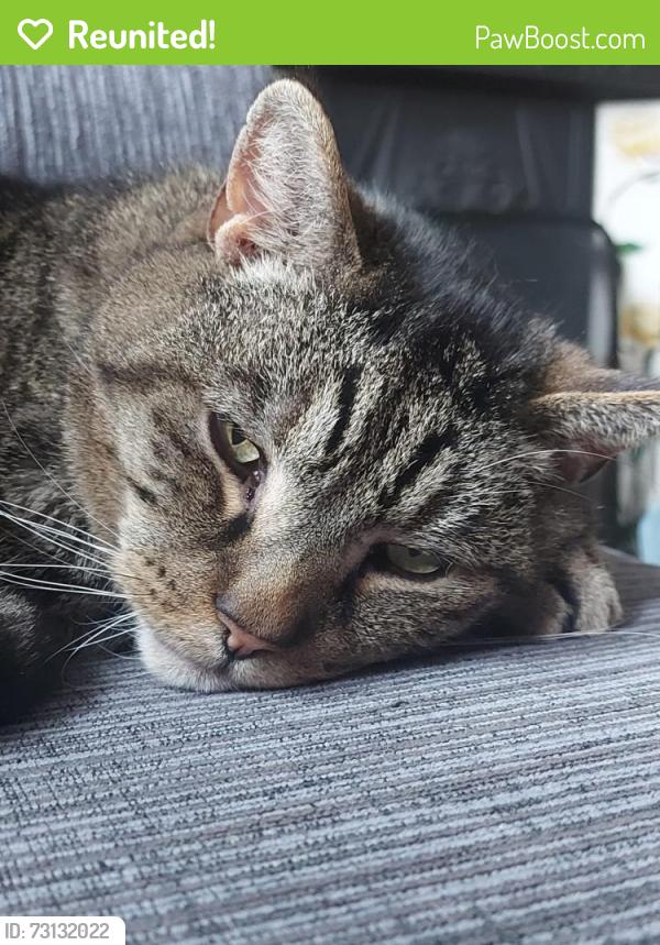 Reunited Male Cat last seen BT redwood close, popular ave, lime ave, oak ave, Worcestershire, England 