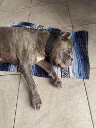 Reunited Male Dog last seen Via Tapia, spring valley, La Presa, CA 91977