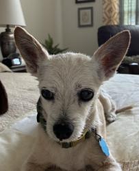 Lost Male Dog last seen Anderson Crossing, Conroe, TX 77304