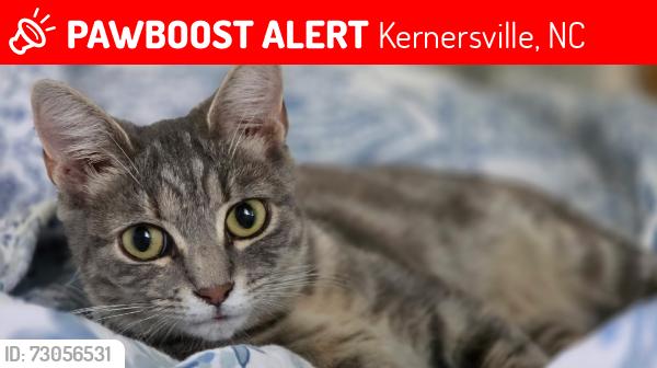 Lost Female Cat last seen Brunswick Crossing Neighborhood, Kernersville, NC 27284