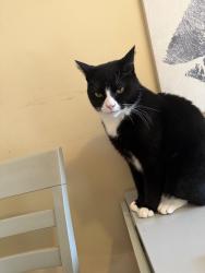 Lost Male Cat last seen Columbia road 6, Boston, MA 02121