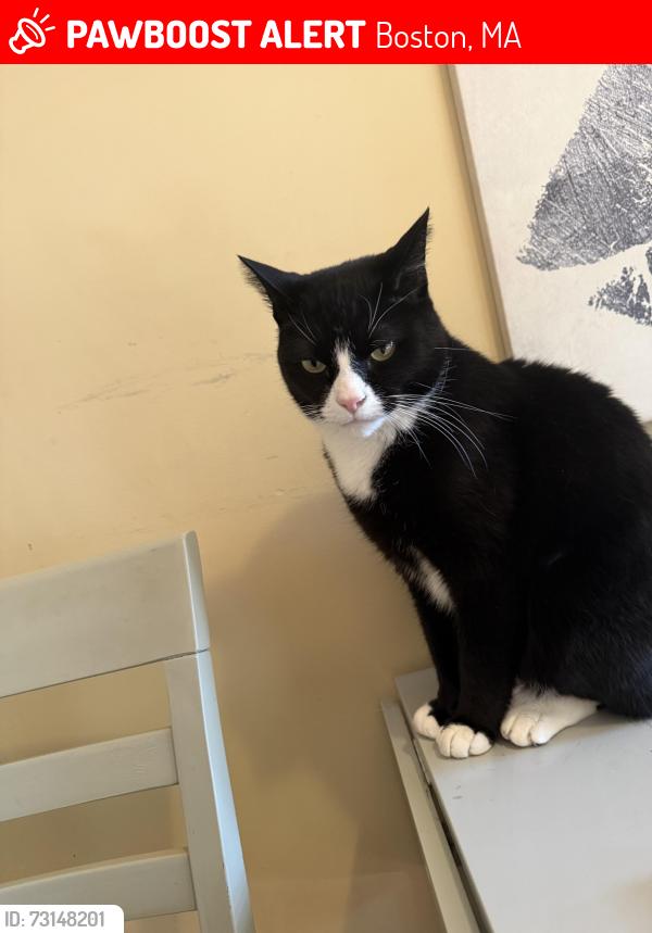Lost Male Cat last seen Columbia road 6, Boston, MA 02121