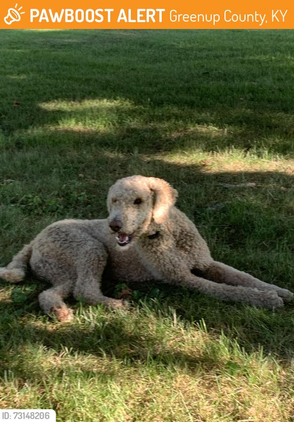 Found/Stray Male Dog last seen Staterout 503, Greenup County, KY 41144