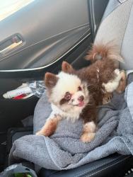 Lost Male Dog last seen Longwood, Longwood, FL 32750