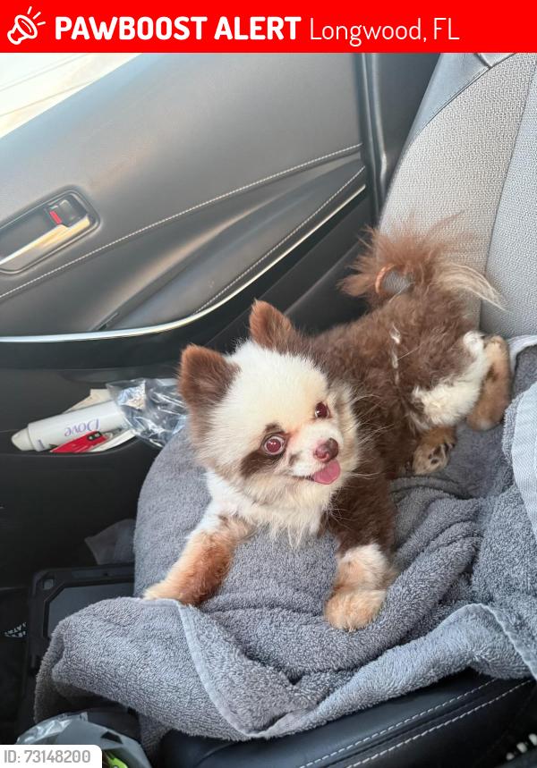 Lost Male Dog last seen Longwood, Longwood, FL 32750