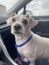 Reunited Unknown Dog last seen Near S Taylor St Gainesville, TX 76240 United States, Gainesville, TX 76240