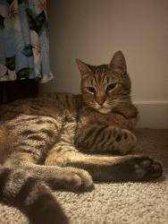 Reunited Male Cat last seen Hancock St, Lincoln, CA 95648, USA, Lincoln, CA 95648